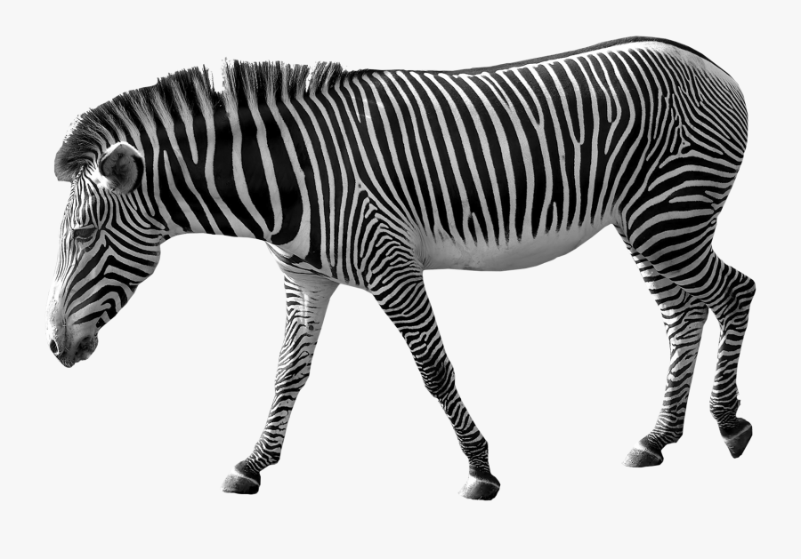 Zebra Transparent Png, Transparent Clipart