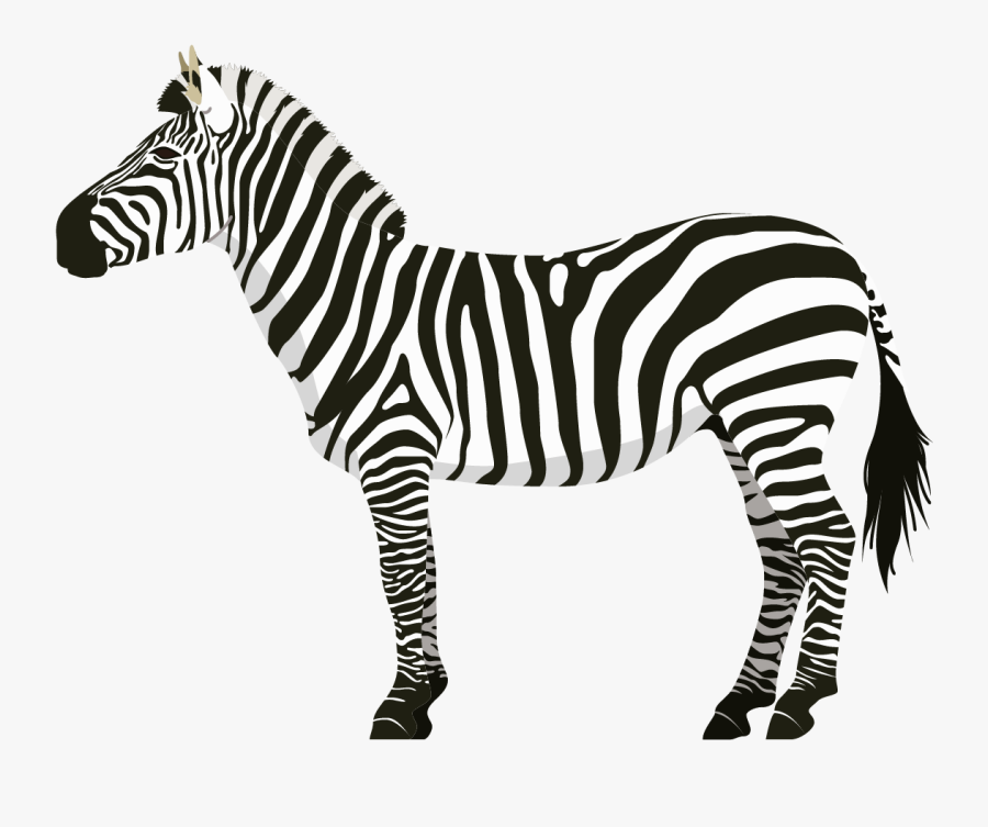 Zebra - A4 Size Zebra, Transparent Clipart
