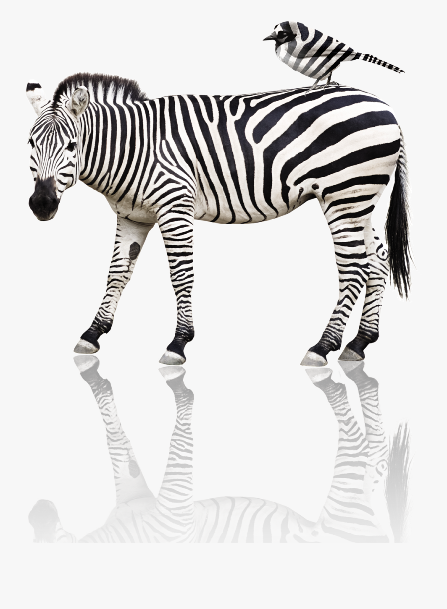 Zebra, Transparent Clipart