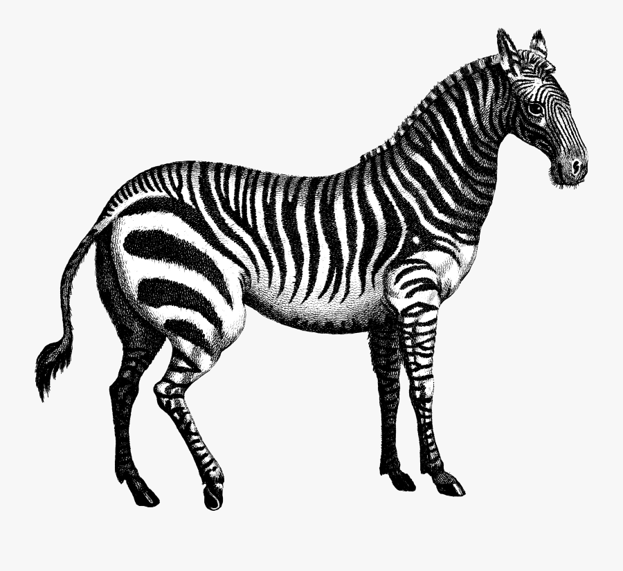 Quagga Marty Zebra - Tiger Horse Chenin Pinot Grigio, Transparent Clipart