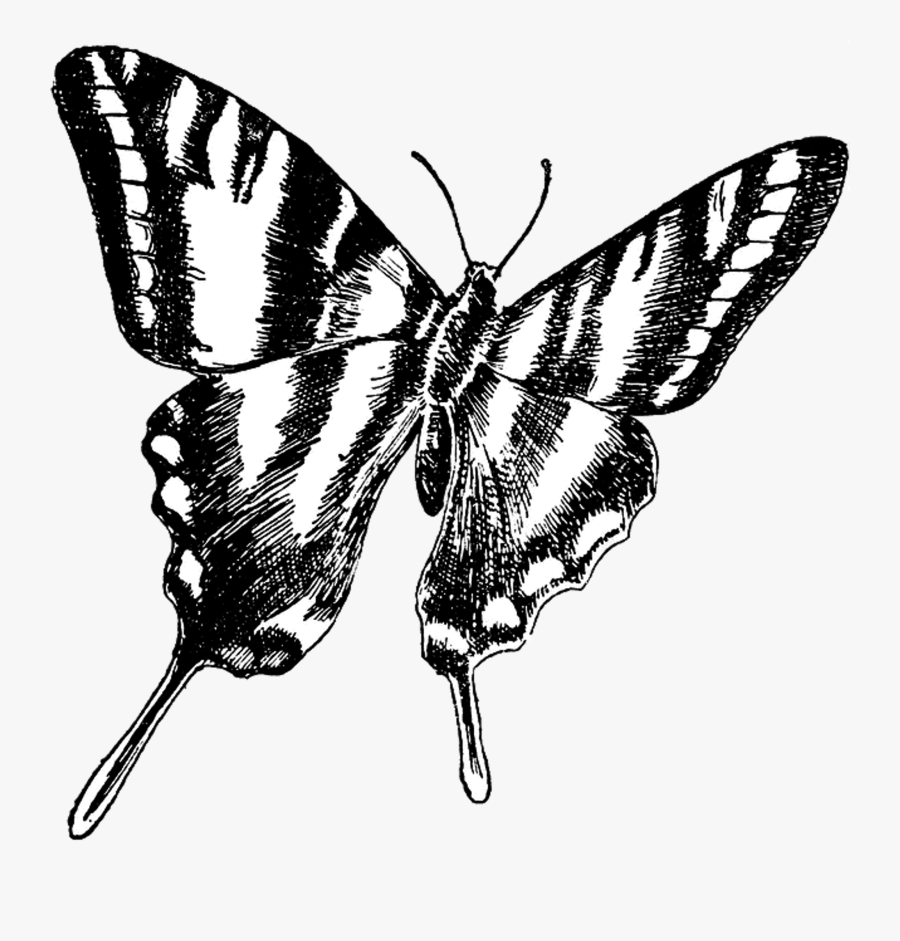 Butterfly Png Vintage - Butterfly Line Art Vintage, Transparent Clipart