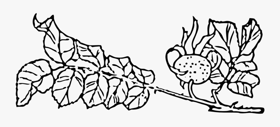 Rose Branch Svg Clip Arts - Outline Pictures Of Creepers, Transparent Clipart