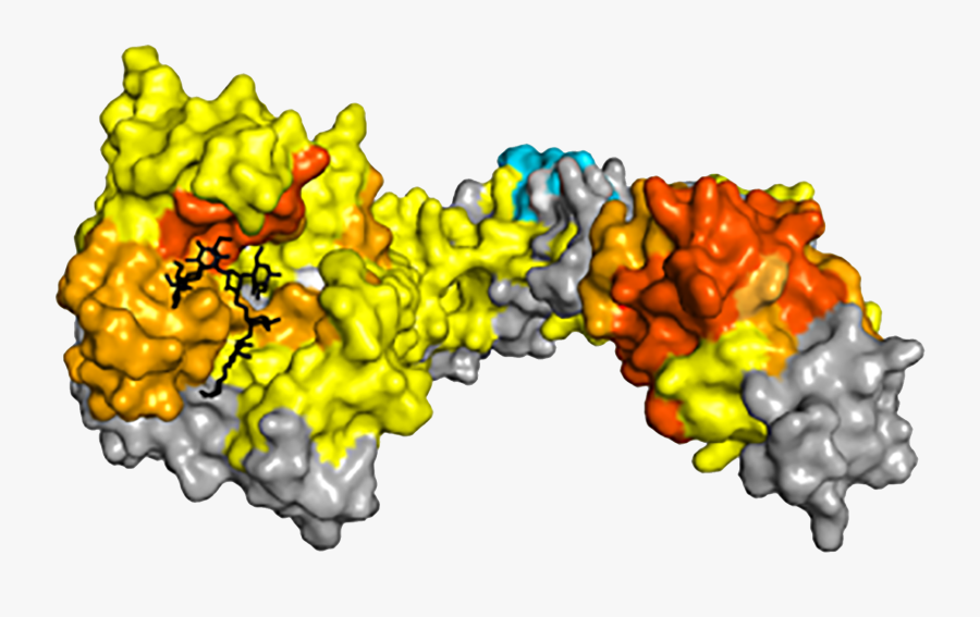 Sundberg Lab Research Figure - Illustration, Transparent Clipart