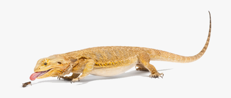 Download Bearded Dragon Png File - Bearded Dragon Lizard Png, Transparent Clipart