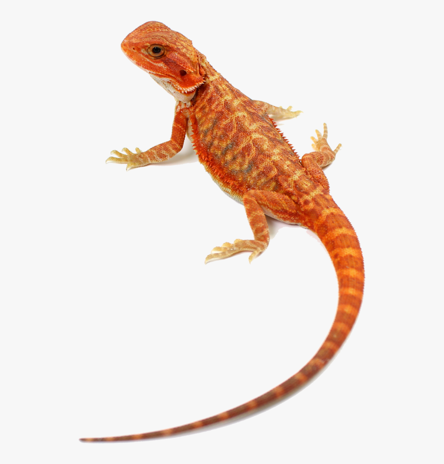Agama, Transparent Clipart