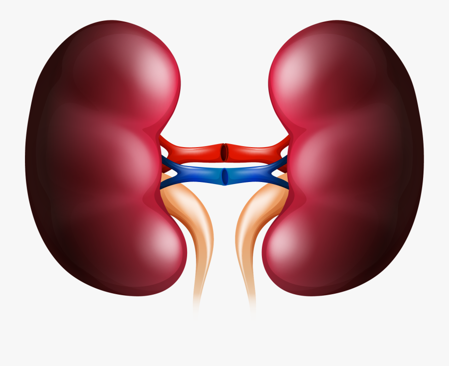 Huge Freebie Download - Transparent Background Kidney Clipart, Transparent Clipart