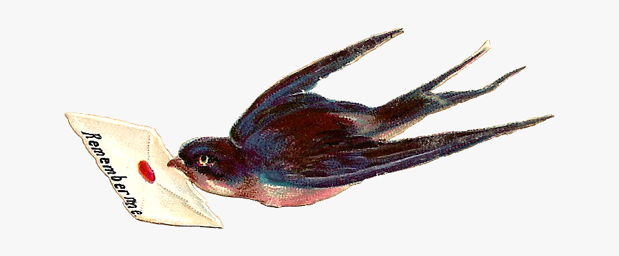 Vaux S Swift, Transparent Clipart