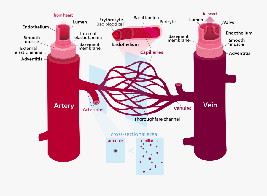 Structure That Supports Unidirectional Flow Of Blood , Free Transparent