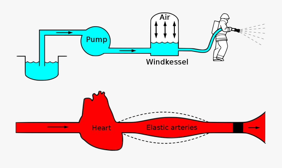 Efecto De Windkessel, Transparent Clipart