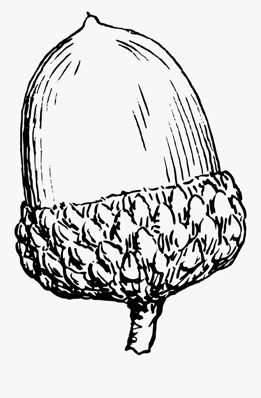 Acorn 6 Clip Arts - Black And White Clipart Acorns, Transparent Clipart