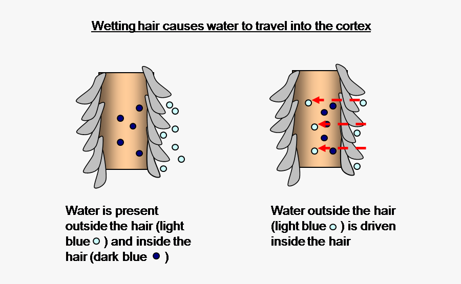 Water Temperature Affects The Hair Structure, Transparent Clipart