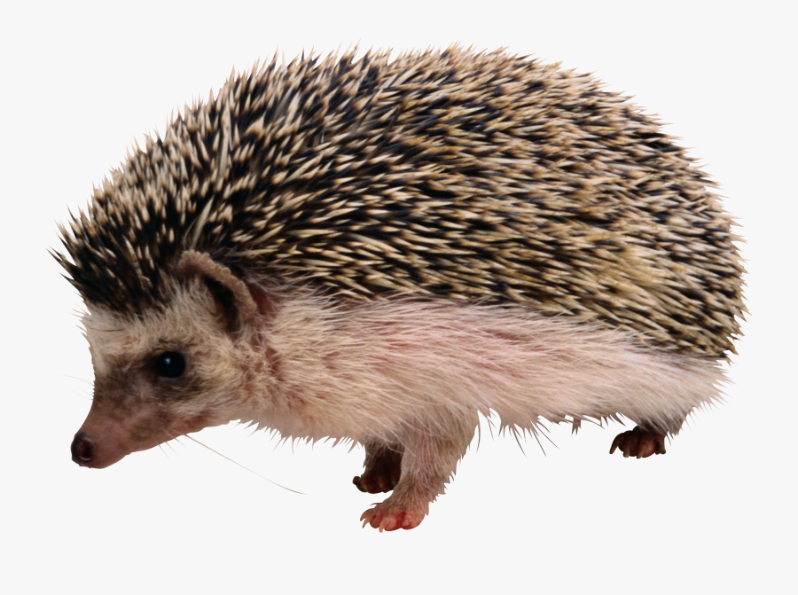 Best Free Hedgehog Transparent Png File - Hedgehog Png, Transparent Clipart