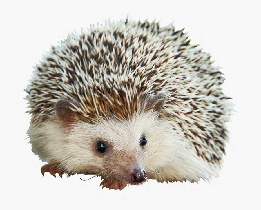 Adorable Little Hedgehog - Hedgehog Png, Transparent Clipart