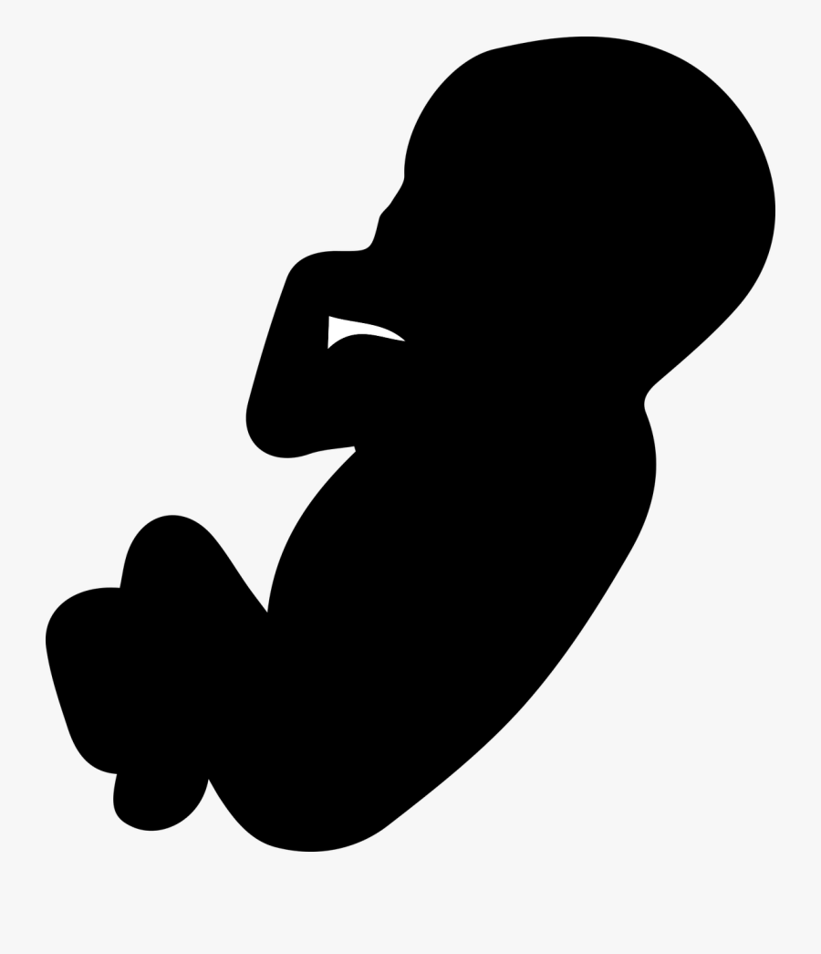 The Fruit, The Embryo, Pregnancy, Pregnant, Mother - Embriyo Png, Transparent Clipart
