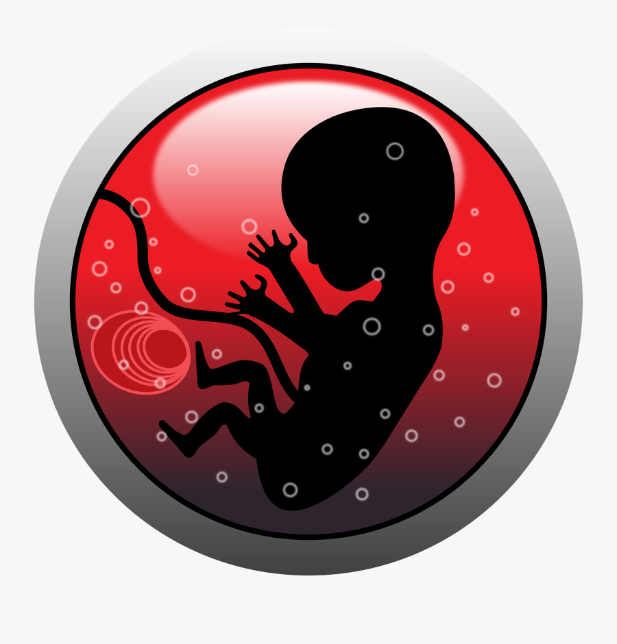 Baby In Womb Clipart Png, Transparent Clipart