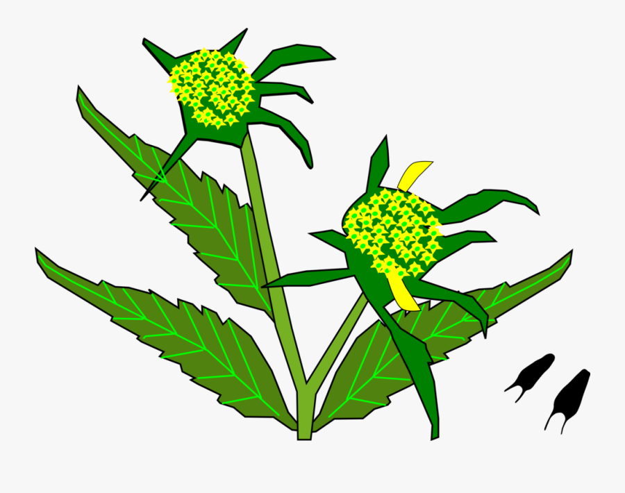 Plant,flora,leaf - Sunflower, Transparent Clipart