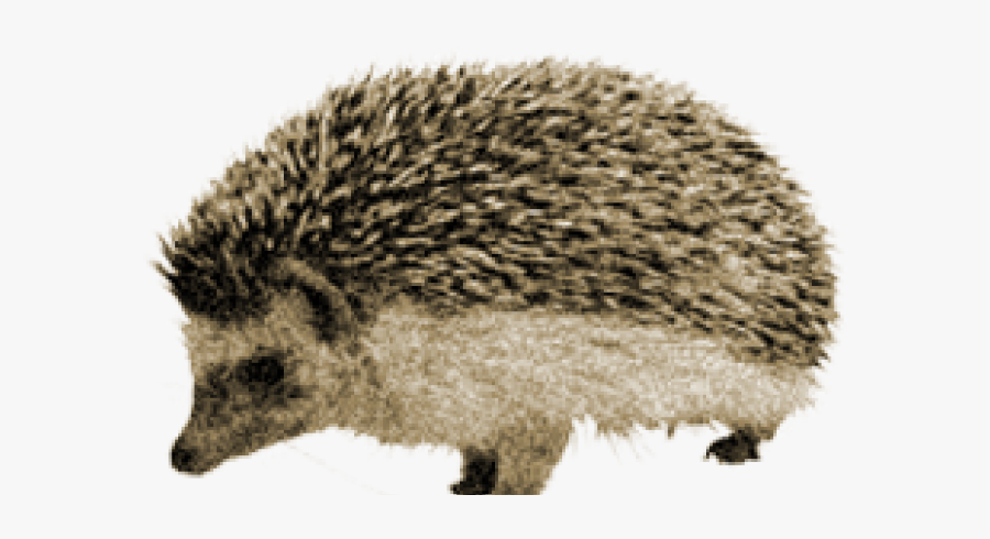 Echidna Clipart Porcupine - Porcupine Png, Transparent Clipart
