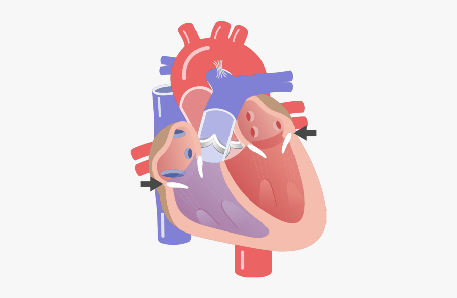 Av Valves Closing Animation Slide - Transparent Human Heart Valves, Transparent Clipart