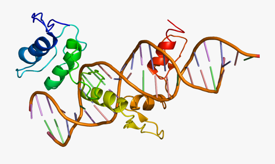 Protein Gli1 Pdb 2gli - Gli1 Protein, Transparent Clipart