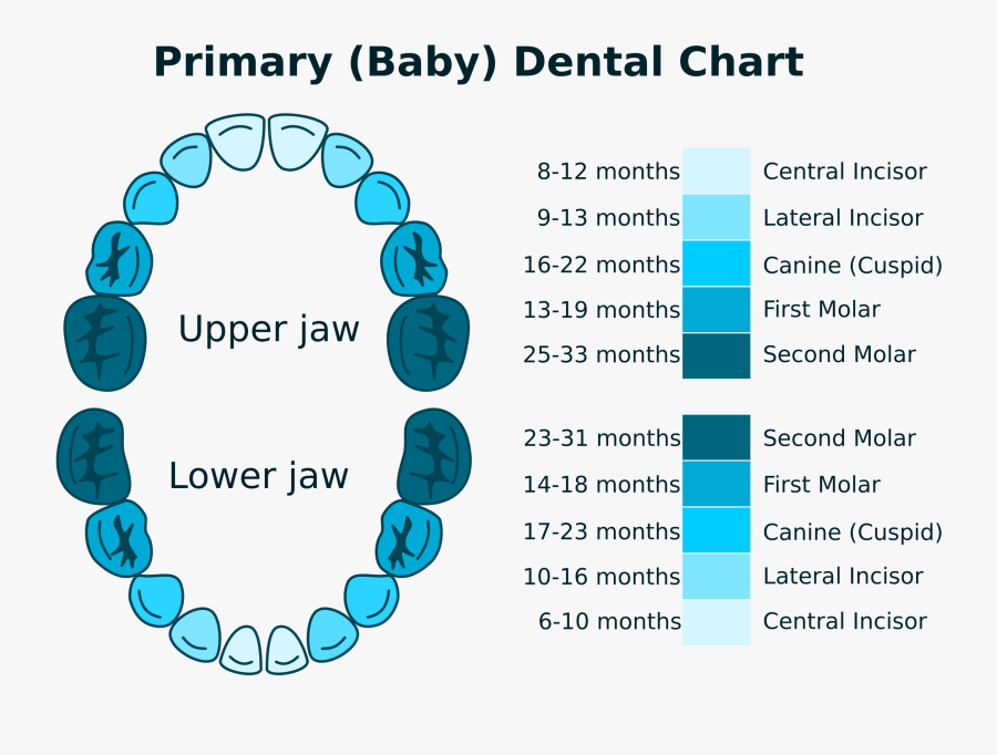 Chart Clipart Average - Dental Number Chart Primary, Transparent Clipart