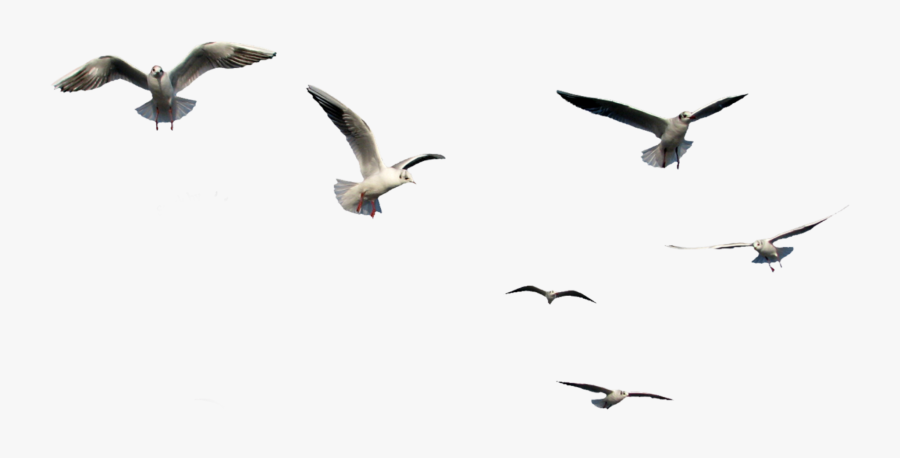 Transparent Flying Bird Clipart - Bird Flying Gif Png, Transparent Clipart