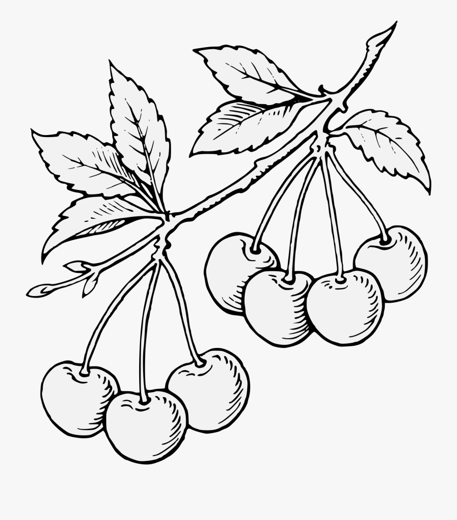 Seedless Fruit, Transparent Clipart