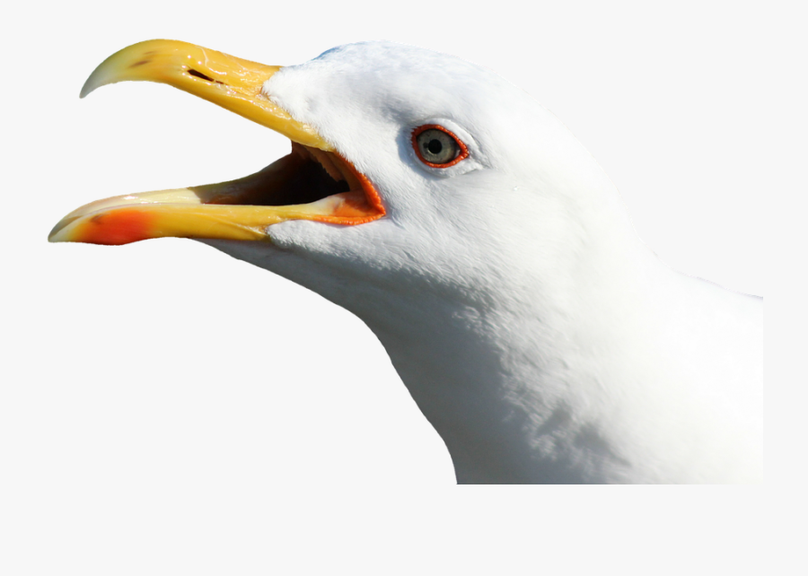 Download Gull Bird Png Transparent Images Transparent - Seagull Head No Background, Transparent Clipart