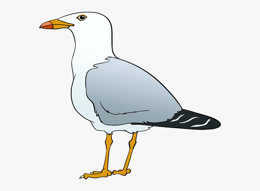 How To Draw Seagull - European Herring Gull, Transparent Clipart