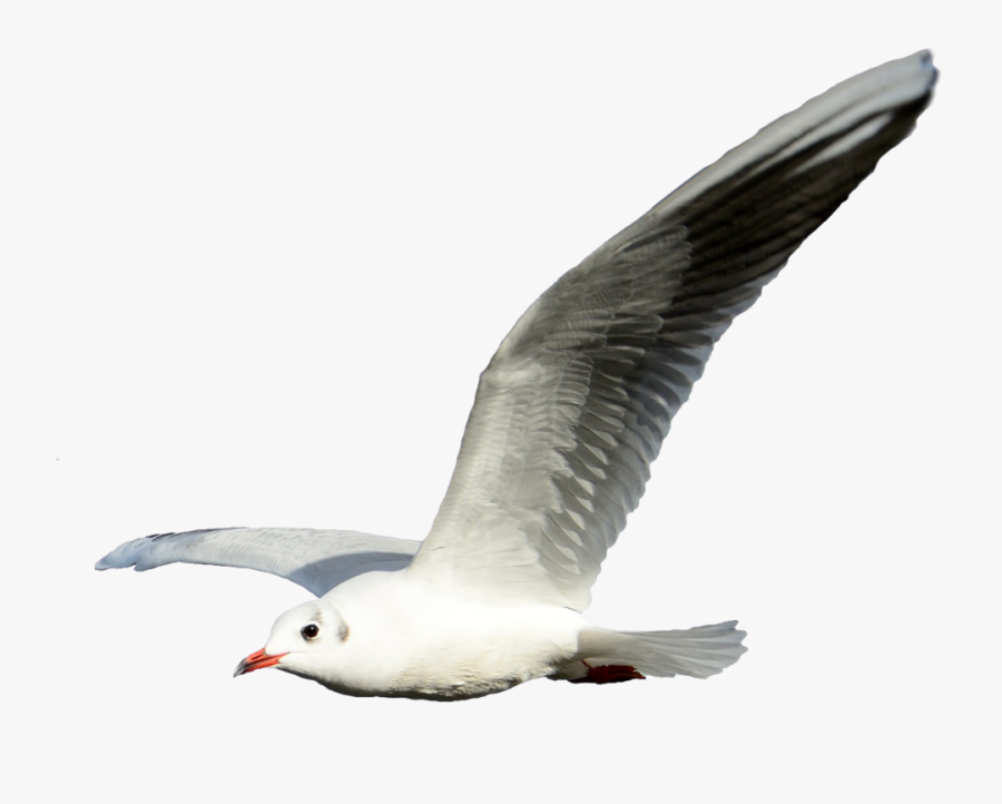 Flying Seagull Transparent Background, Transparent Clipart
