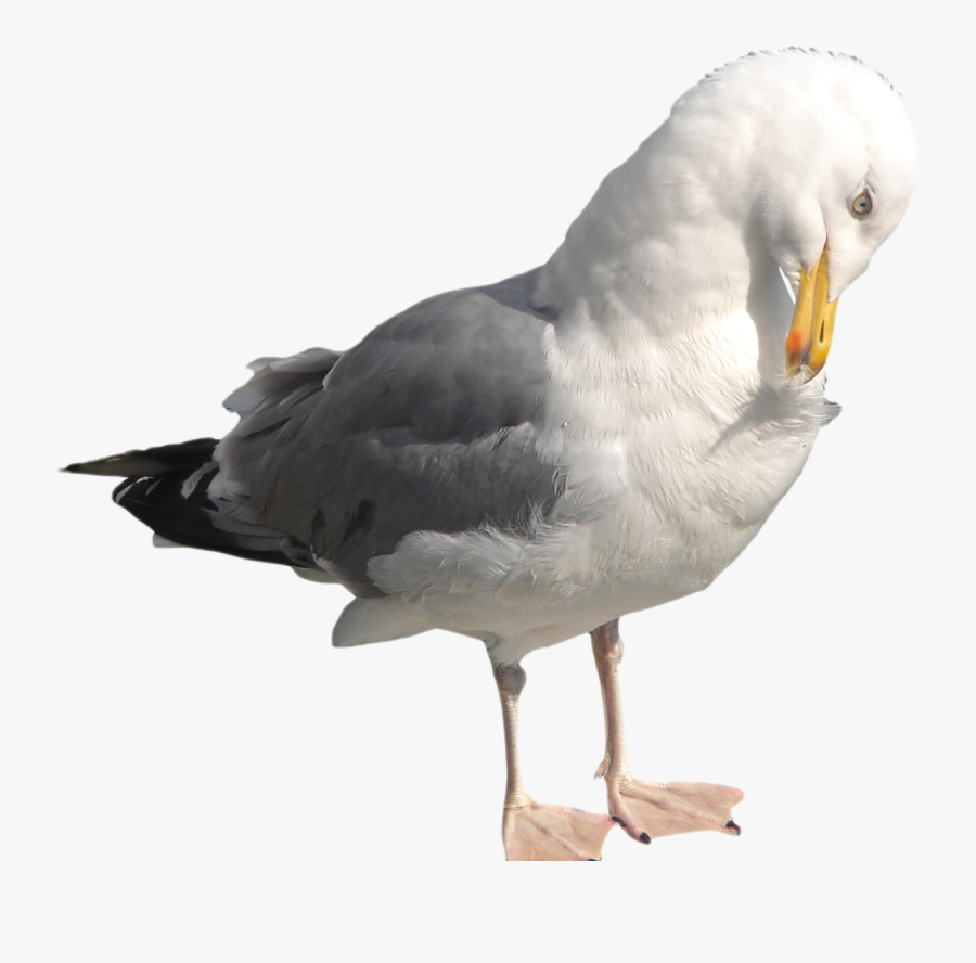 Gull Png Clipart - Seagull Eating Transparent Background, Transparent Clipart
