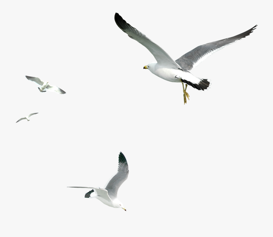 Seagull Png Download - Transparent Png Seagull Png, Transparent Clipart