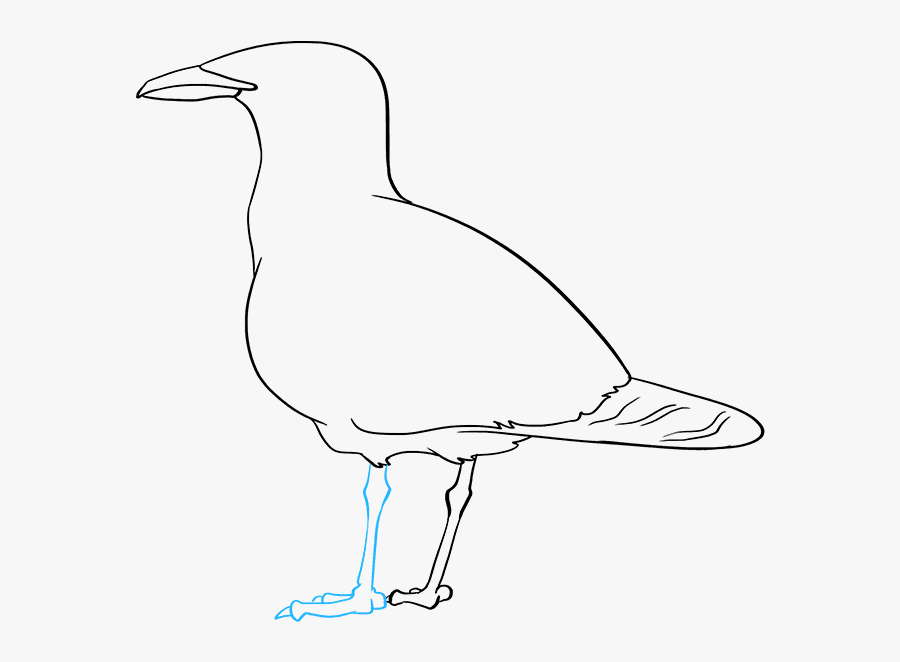 How To Draw Seagull - European Herring Gull, Transparent Clipart