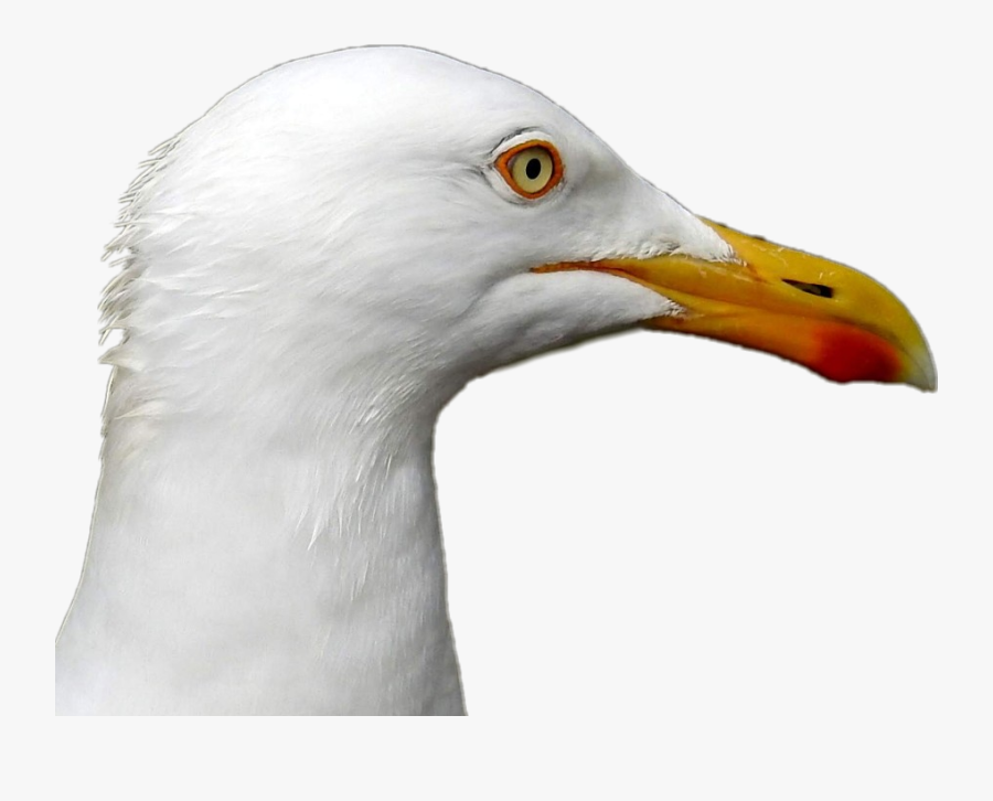 #seagull #head #bird - European Herring Gull, Transparent Clipart