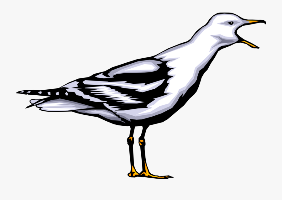 Vector Illustration Of Seabird Gull Bird Or Seagull - Möwe Clipart, Transparent Clipart