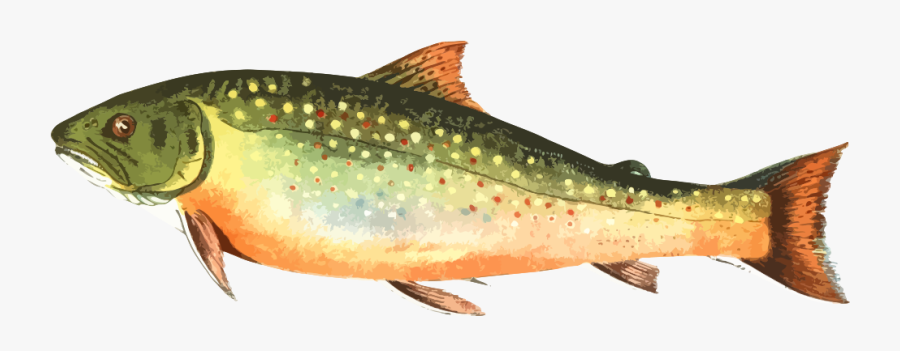 American Brook Trout - Brown Trout Png, Transparent Clipart