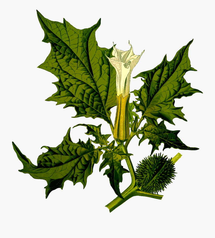 Devil"s Snare Clip Arts, Transparent Clipart