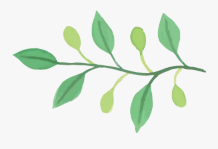 #leaves #branch #green #spring - Watercolor Painting, Transparent Clipart