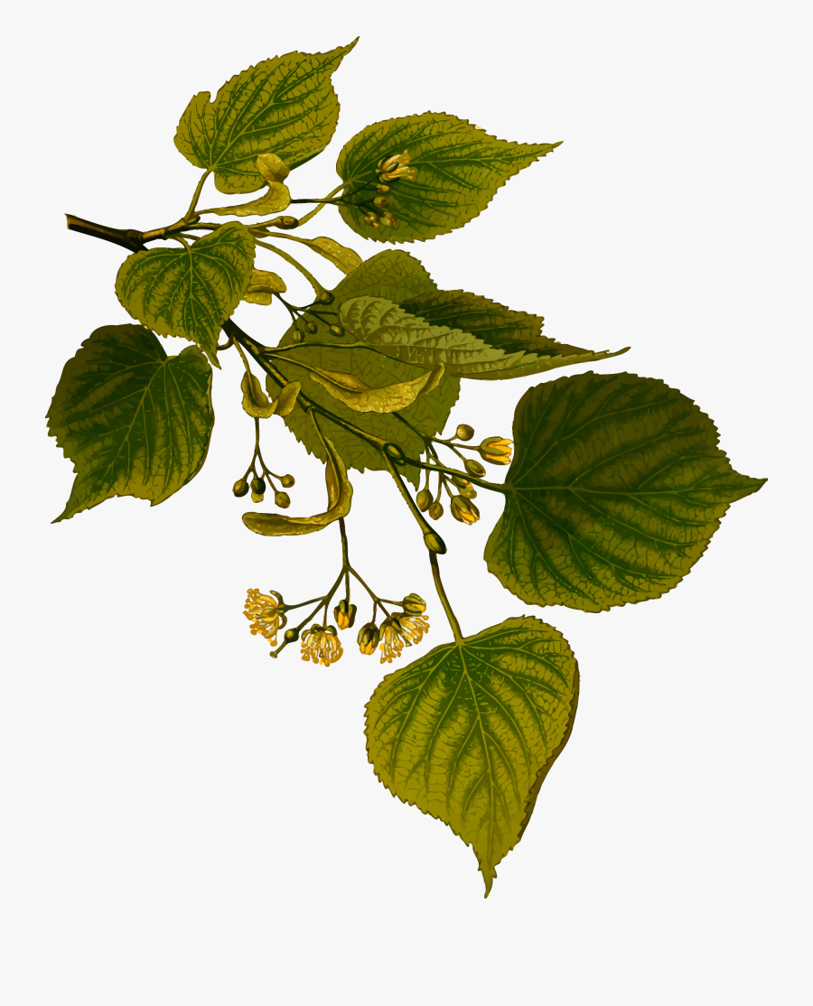 Lime Tree Clip Royalty Free Download - Lime Tree Leaves Drawing, Transparent Clipart