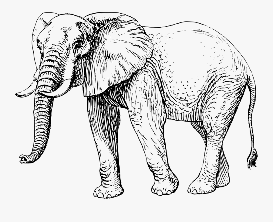 Transparent African Animals Clipart Black And White - Elephant Black And White Illustration, Transparent Clipart