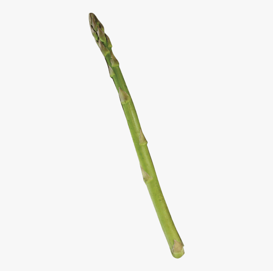 Single Asparagus - Bamboo, Transparent Clipart