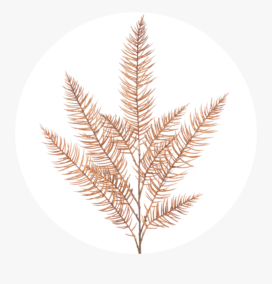 Circle, Transparent Clipart