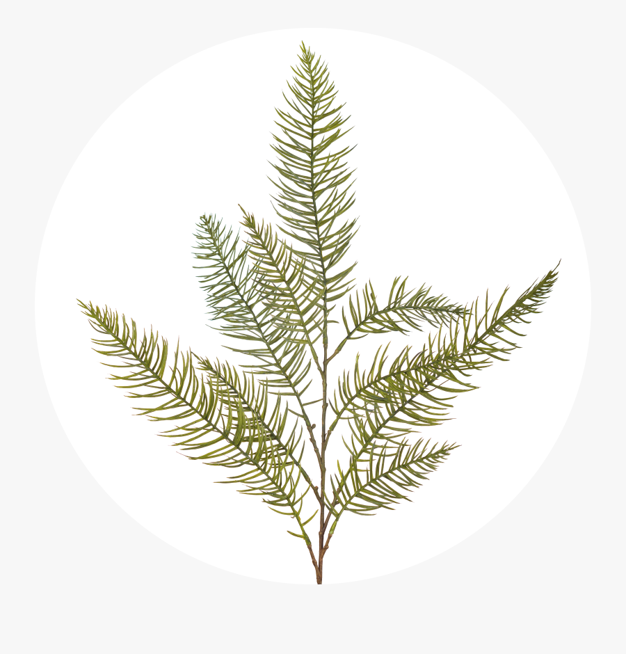Fern, Transparent Clipart
