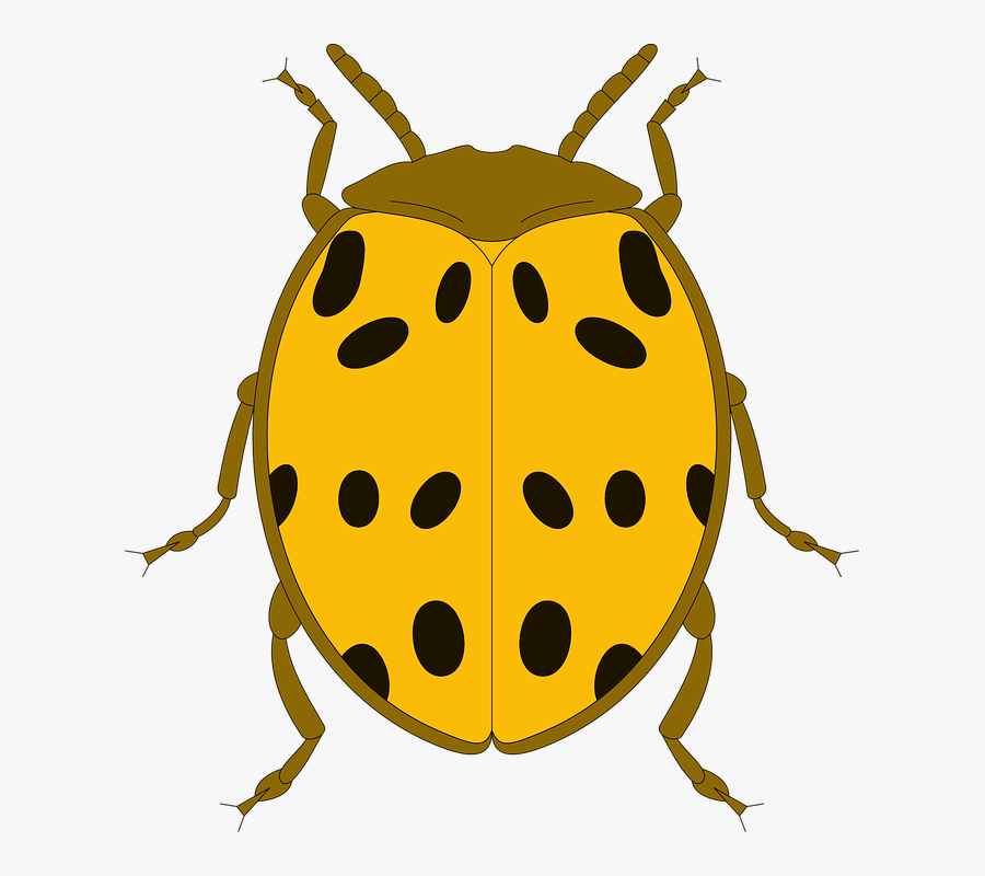 ด้วง ดำ จุด เหลือง, Transparent Clipart