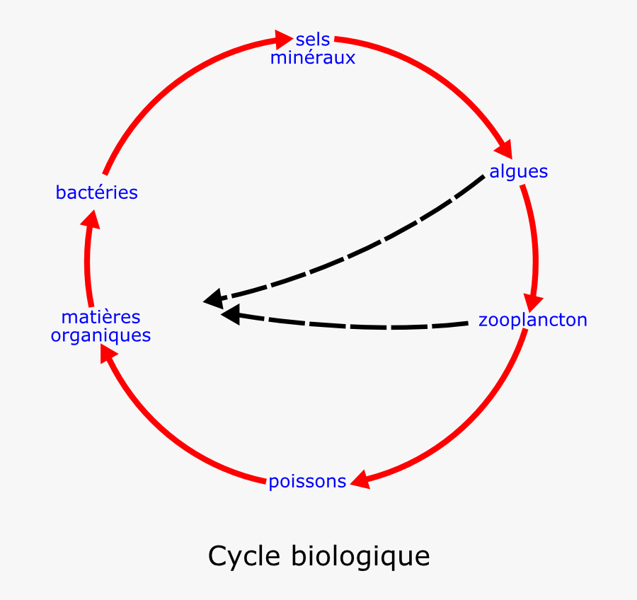 Eutrophisation Cycle - Portable Network Graphics, Transparent Clipart