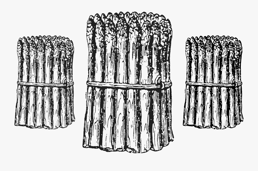 Sketch, Transparent Clipart