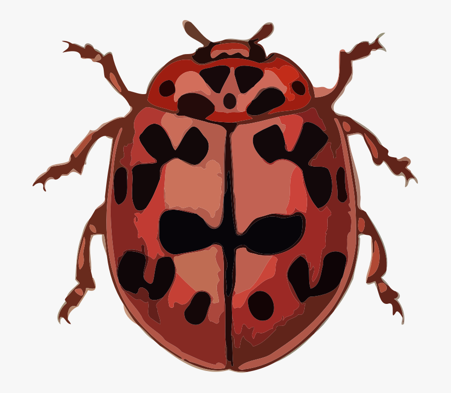 Beetle - Clipart - - Ladybird Beetle, Transparent Clipart