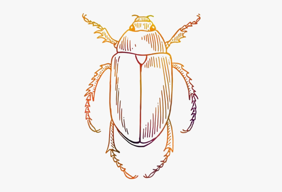 Transparent Beetle Clipart - Insect Line Drawings Beetle, Transparent Clipart