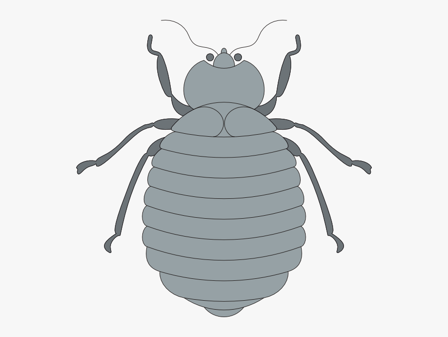 Insect, Transparent Clipart