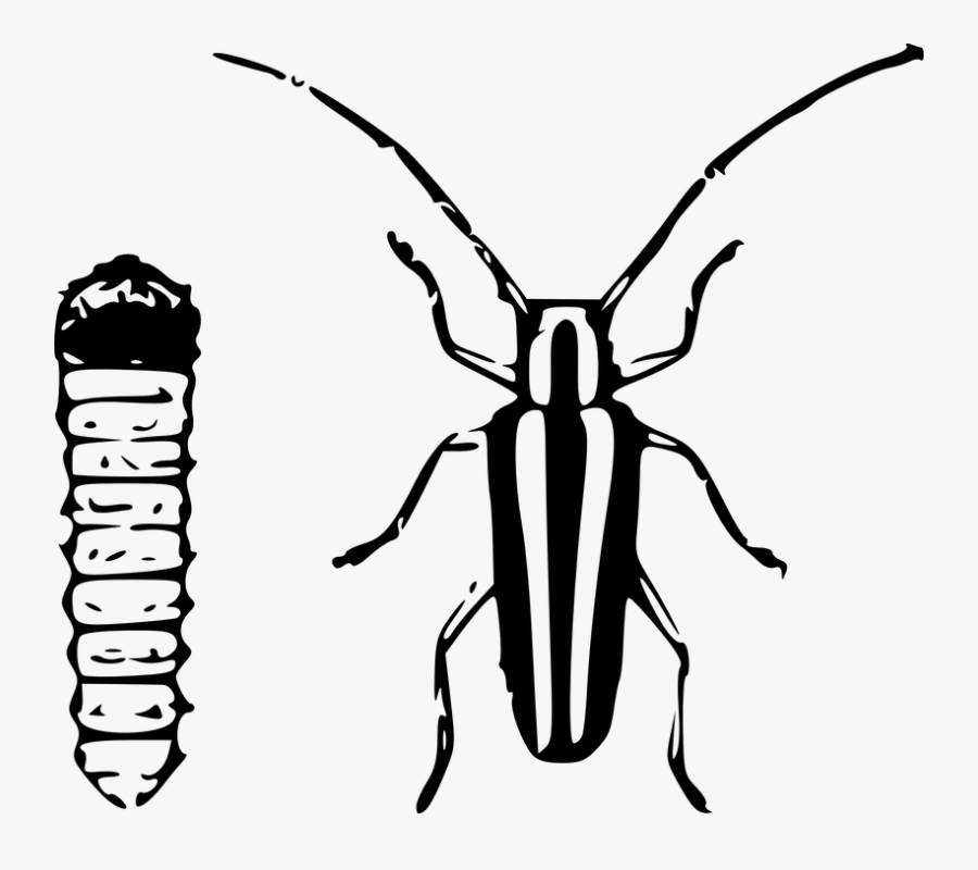 Beetle, Borer, Insect, Larva - Borer Free, Transparent Clipart