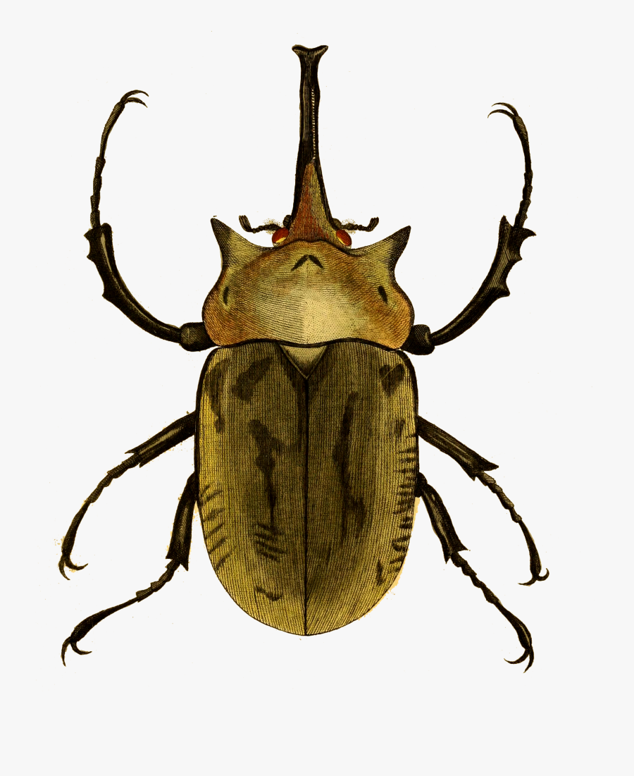 Insect, Transparent Clipart